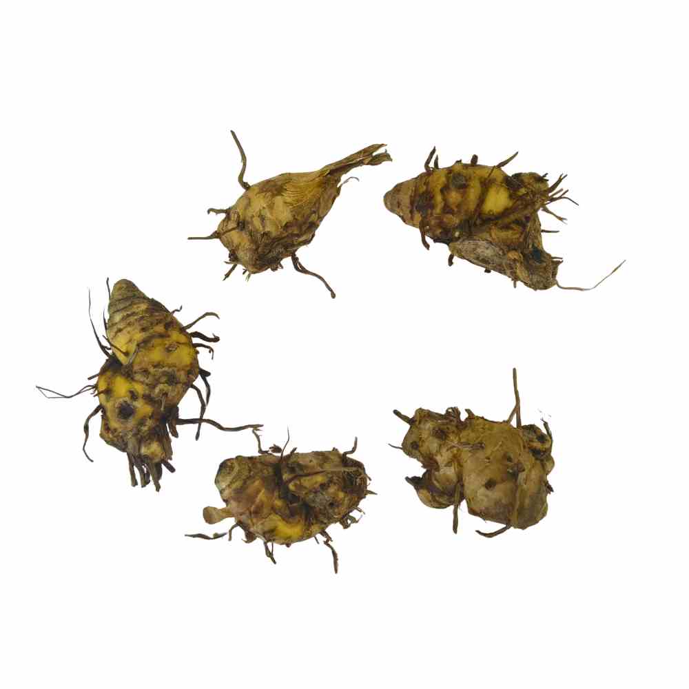 Curcuma Pink Flower Bulb (5N) Siam Tulip / Summer Tulip Flower Bulbs For Home Gardening