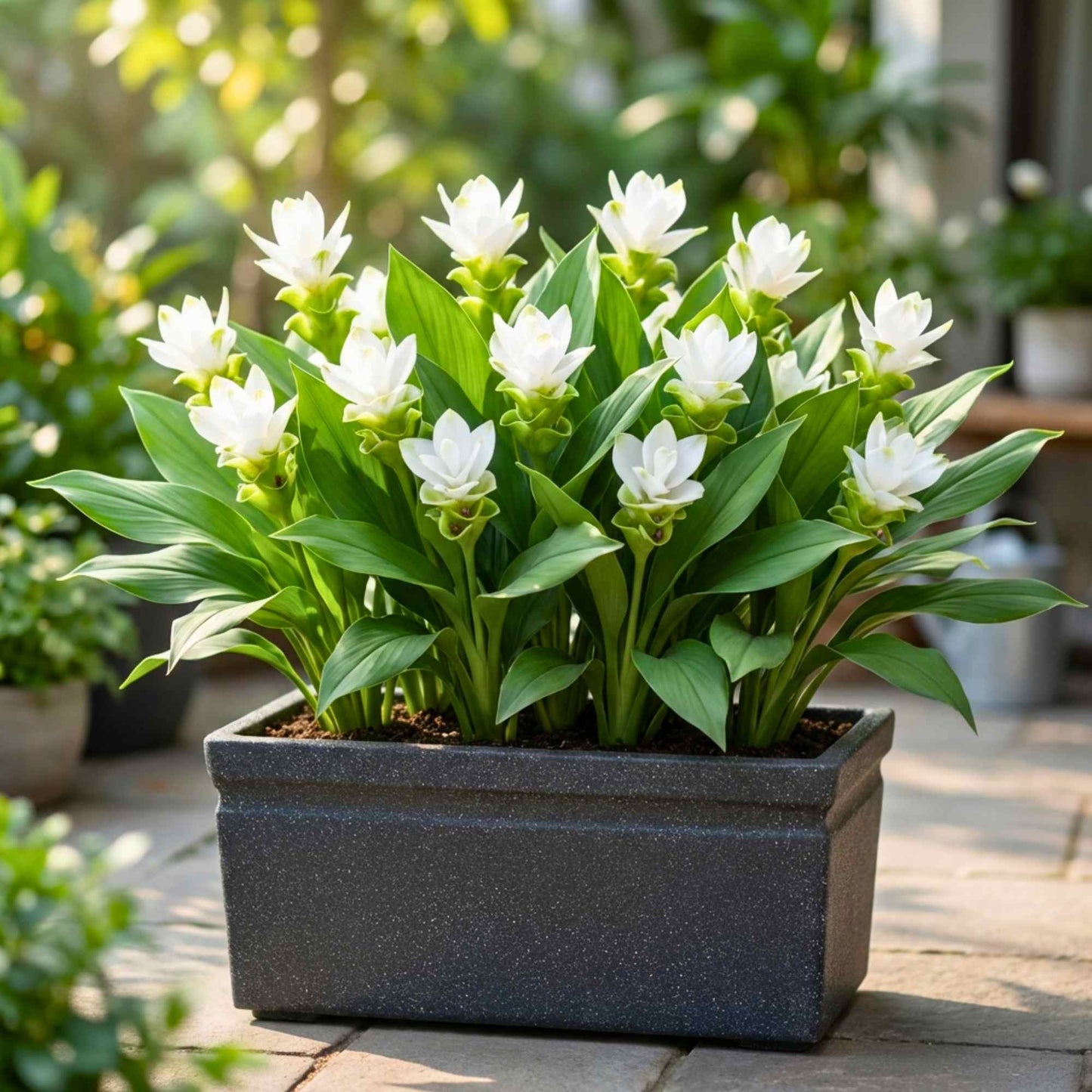 Curcuma White Flower Bulb (5N)