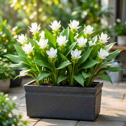 Curcuma White Flower Bulb (5N)