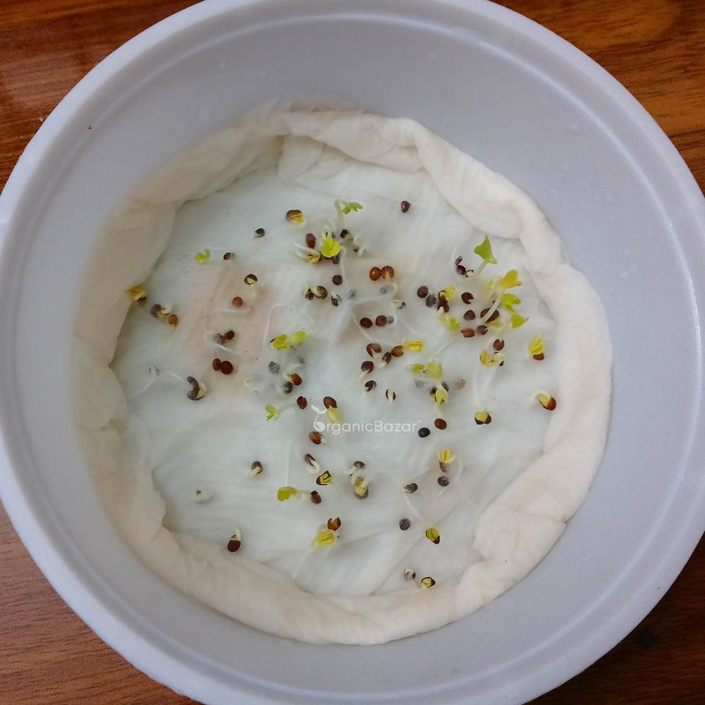 Curly Kale Seeds - 100 Seeds (केल के बीज)  High Germination/ Easy to Grow/ Ideal for Terrace/Kitchen Gardening