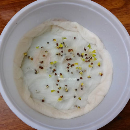 Curly Kale Seeds - 100 Seeds (केल के बीज)  High Germination/ Easy to Grow/ Ideal for Terrace/Kitchen Gardening