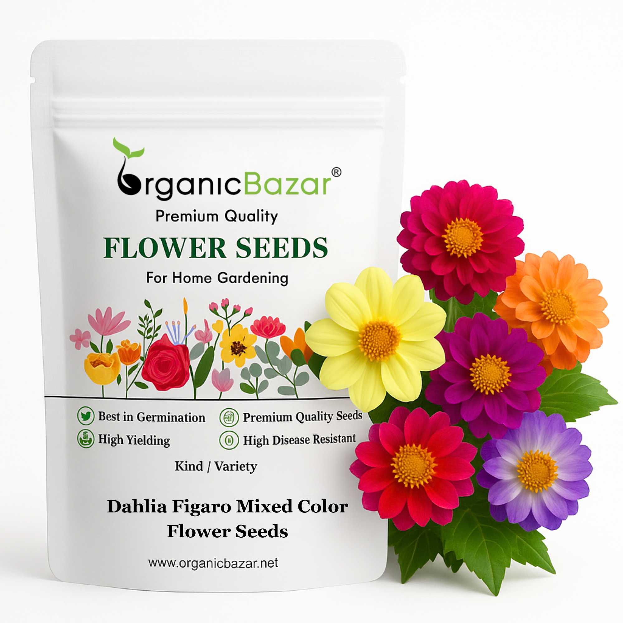 Dahlia Figaro Mixed Color Flower Seeds (30 Seeds) Easy To Grow, High Germination, Perfect for pots, balconies, or Terrace gardens