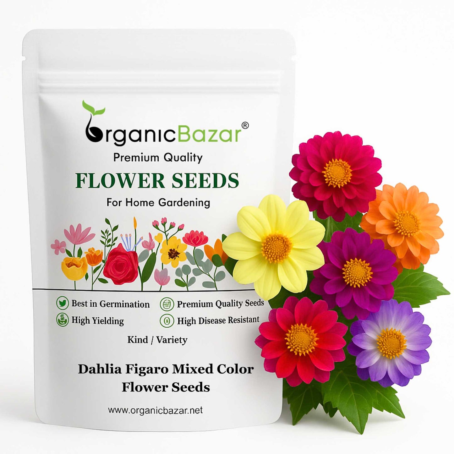 Dahlia Figaro Mixed Color Flower Seeds (30 Seeds) Easy To Grow, High Germination, Perfect for pots, balconies, or Terrace gardens