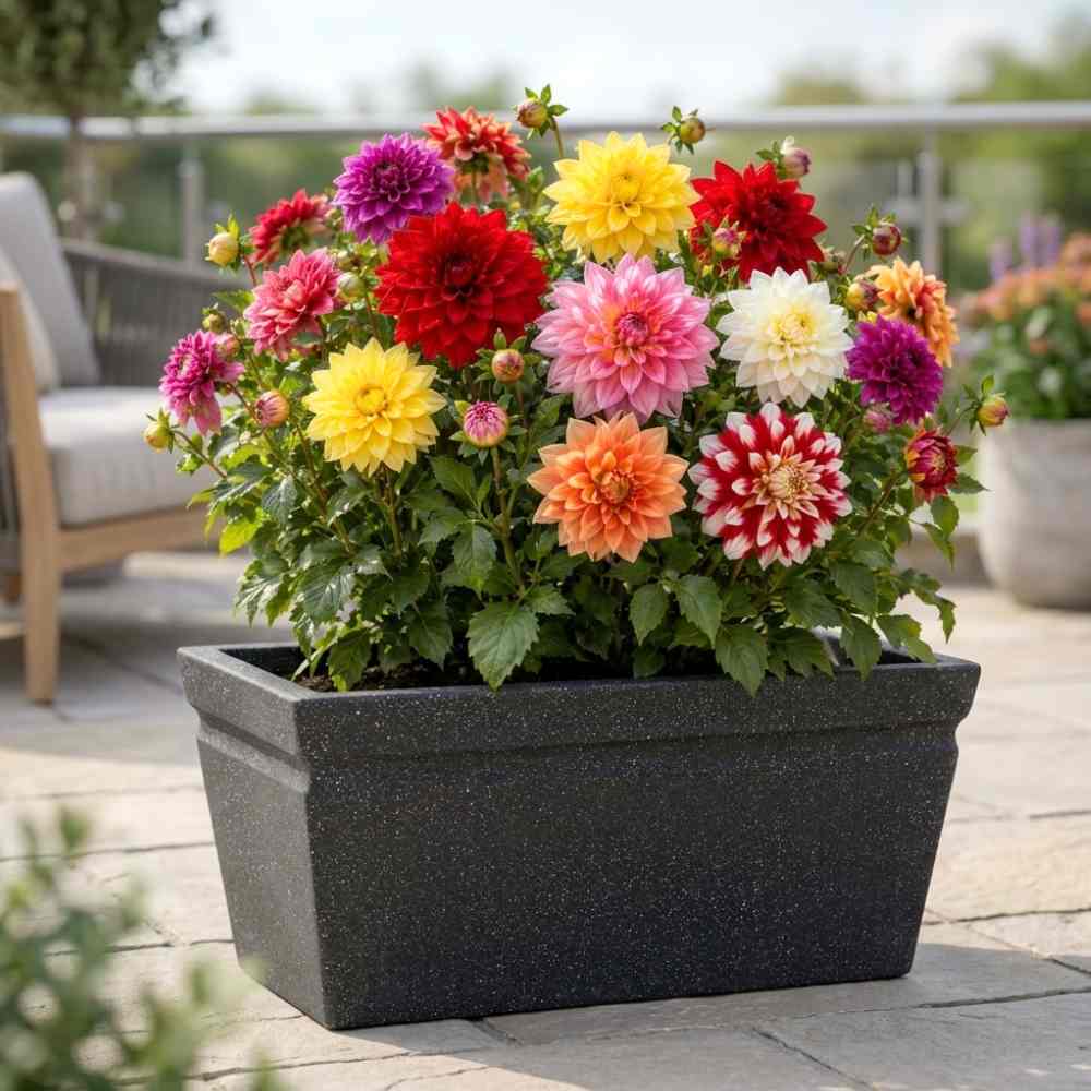 Dahlia Mixed Color Flower Bulbs (05N) for Pots, Balcony & Garden Gardening