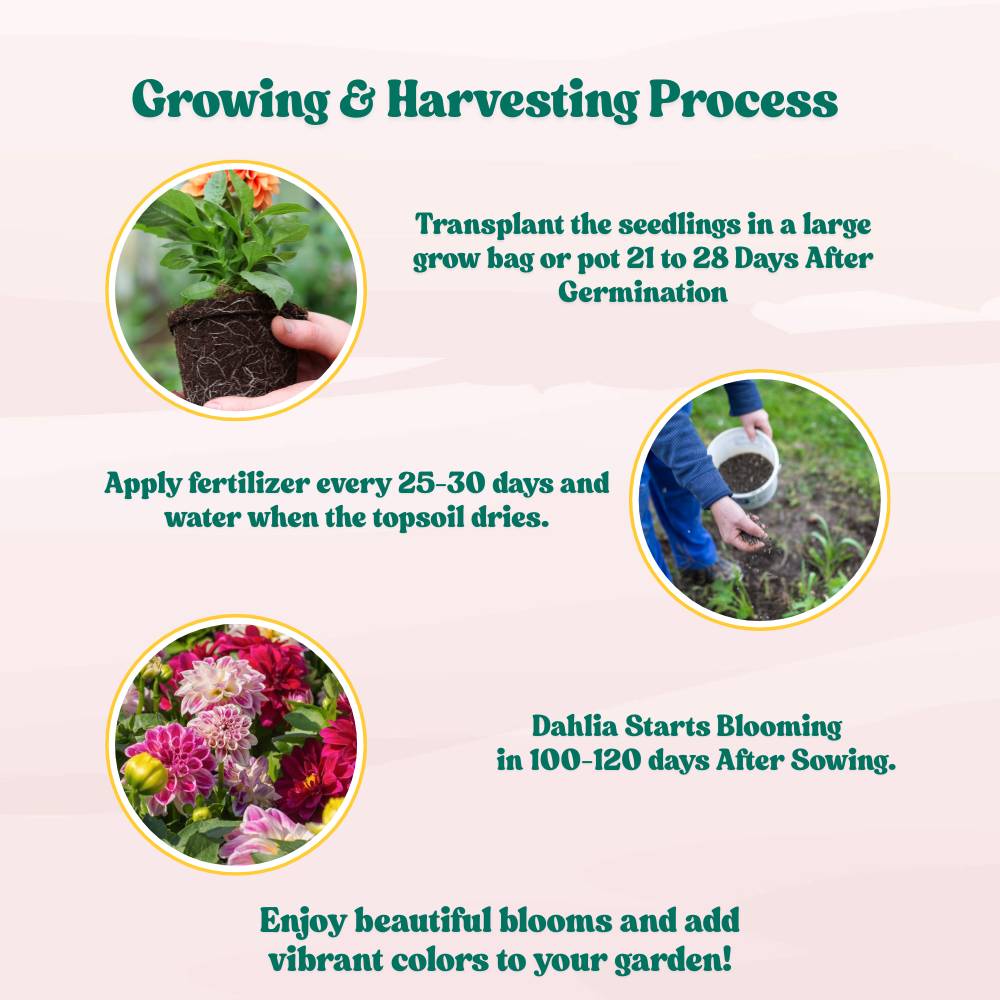 Dahlia Unwins Mix Seeds (50 Seeds) Easy To Grow, High Germination, Perfect for pots, balconies, or Terrace gardens