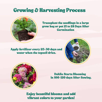 Dahlia Unwins Mix Seeds (50 Seeds) Easy To Grow, High Germination, Perfect for pots, balconies, or Terrace gardens