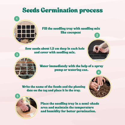 Dahlia Unwins Mix Seeds (50 Seeds) Easy To Grow, High Germination, Perfect for pots, balconies, or Terrace gardens