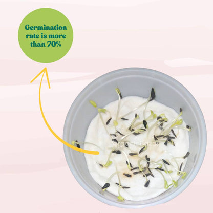 Dahlia Figaro Mixed Color Flower Seeds (30 Seeds) Easy To Grow, High Germination, Perfect for pots, balconies, or Terrace gardens