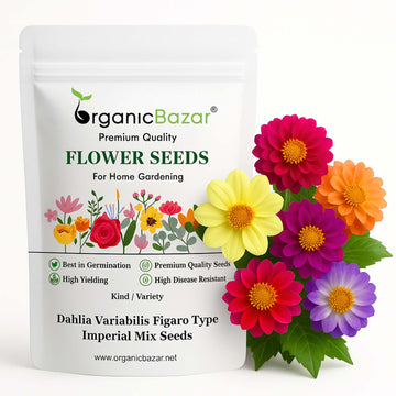 Dahlia Variabillis Figaro Type Imperial Mix Seeds (50 Seeds) Easy To Grow, High Germination, Perfect for pots, balconies, or Terrace gardens