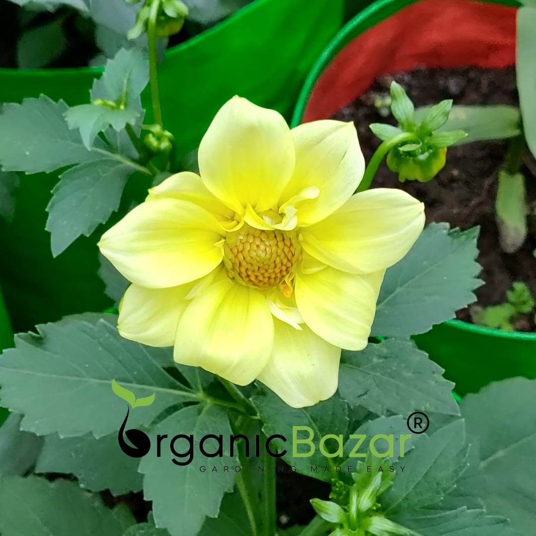 Dahlia Figaro Mixed Color Flower Seeds (30 Seeds) Easy To Grow, High Germination, Perfect for pots, balconies, or Terrace gardens