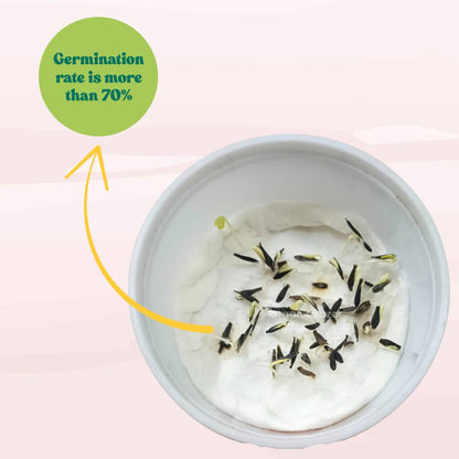 Dahlia Variabillis Top Star Beauty Mix Seeds (50 Seeds) Easy To Grow, High Germination, Perfect for pots, balconies, or Terrace gardens