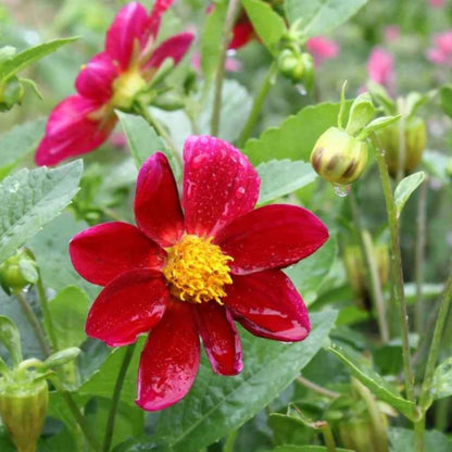 Dahlia Variabillis Top Star Beauty Mix Seeds (50 Seeds) Easy To Grow, High Germination, Perfect for pots, balconies, or Terrace gardens