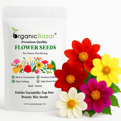 Dahlia Variabillis Top Star Beauty Mix Seeds (50 Seeds) Easy To Grow, High Germination, Perfect for pots, balconies, or Terrace gardens