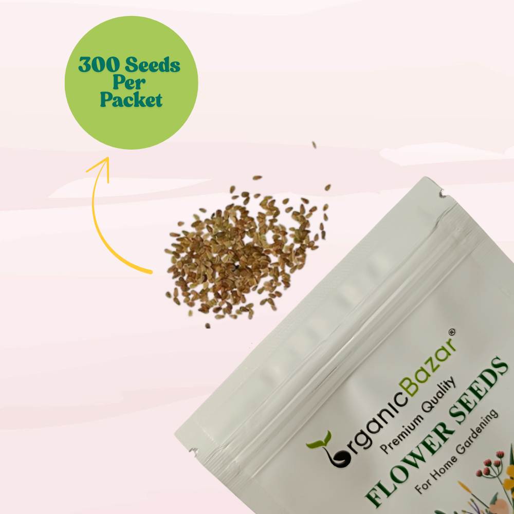 Daisy Double Mix Seeds - 300 Seeds (Gulbahar/गुलबहार का बीज) Easy To Grow, High Germination, Perfect for pots, balconies, or Terrace gardens