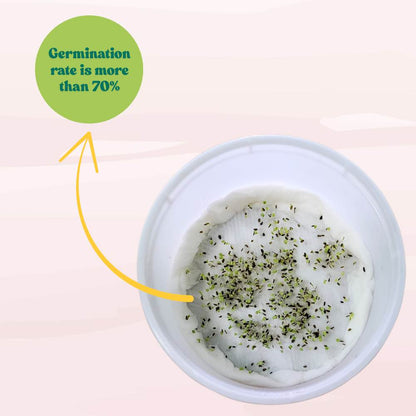 Daisy Double Mix Seeds - 300 Seeds (Gulbahar/गुलबहार का बीज) Easy To Grow, High Germination, Perfect for pots, balconies, or Terrace gardens