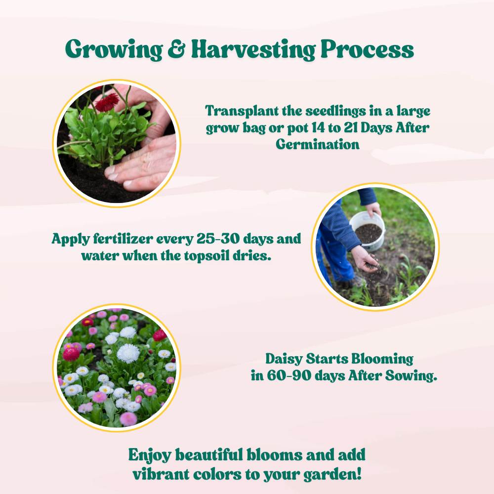 Daisy Double Mix Seeds - 300 Seeds (Gulbahar/गुलबहार का बीज) Easy To Grow, High Germination, Perfect for pots, balconies, or Terrace gardens