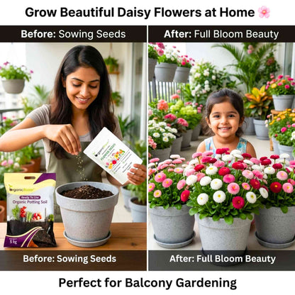 Daisy Double Mix Seeds - 300 Seeds (Gulbahar/गुलबहार का बीज) Easy To Grow, High Germination, Perfect for pots, balconies, or Terrace gardens