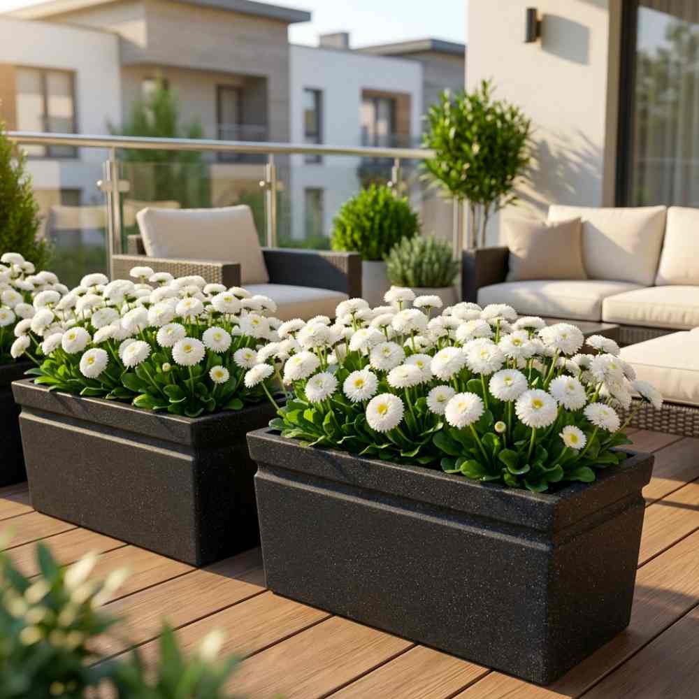 Daisy Double White Seeds - 300 Seeds (Gulbahar/गुलबहार का बीज) Easy To Grow, High Germination, Perfect for pots, balconies, or Terrace gardens