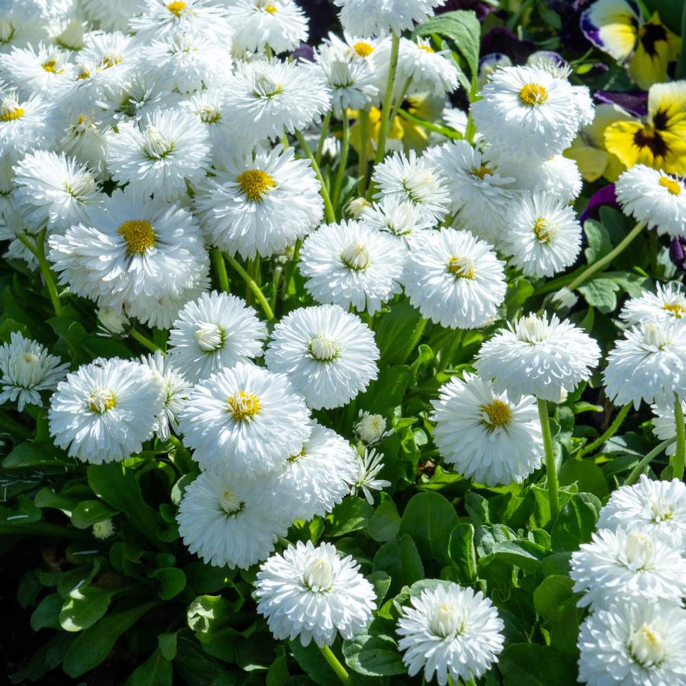 Daisy Double White Seeds - 300 Seeds (Gulbahar/गुलबहार का बीज)