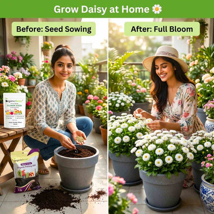 Daisy Double White Seeds - 300 Seeds (Gulbahar/गुलबहार का बीज) Easy To Grow, High Germination, Perfect for pots, balconies, or Terrace gardens