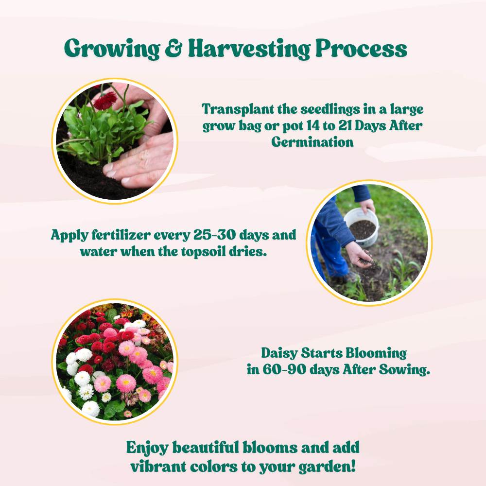 Daisy Pomponette Mix Seeds - 300 Seeds (Gulbahar/गुलबहार का बीज) Easy To Grow, High Germination, Perfect for pots, balconies, or Terrace gardens