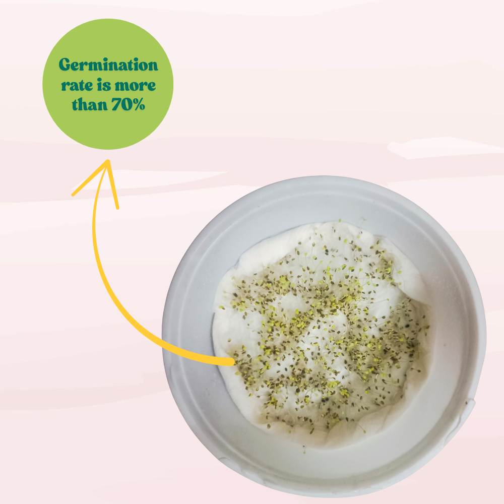 Daisy Pomponette Mix Seeds - 300 Seeds (Gulbahar/गुलबहार का बीज) Easy To Grow, High Germination, Perfect for pots, balconies, or Terrace gardens