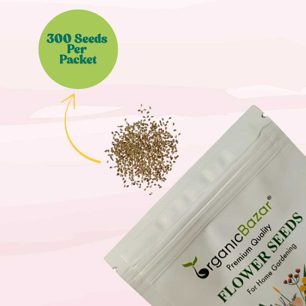 Daisy Pomponette Mix Seeds - 300 Seeds (Gulbahar/गुलबहार का बीज) Easy To Grow, High Germination, Perfect for pots, balconies, or Terrace gardens