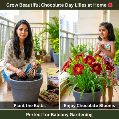 Day lily Chocolate (Dark Brown) Flower Bulbs (05 Bulbs)  Bright & Long-Lasting Garden Blooms