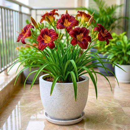 Day lily Chocolate (Dark Brown) Flower Bulbs (05 Bulbs)  Bright & Long-Lasting Garden Blooms