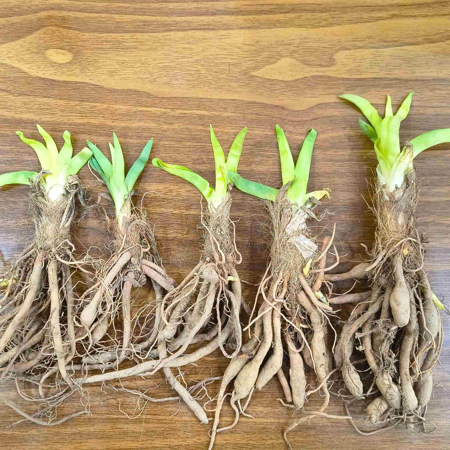 Day Lily Orange Flower Bulbs (05 Bulbs)  Bright & Long-Lasting Garden Blooms