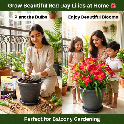 Day Lily Red Flower Bulbs (05 Bulbs)  Bright & Long-Lasting Garden Blooms