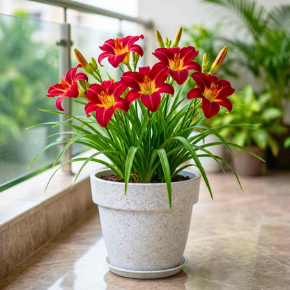 Day Lily Red Flower Bulbs (05 Bulbs)  Bright & Long-Lasting Garden Blooms