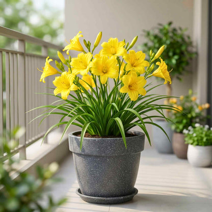 Day Lily Yellow Flower Bulbs (05 Bulbs)  Bright & Long-Lasting Garden Blooms