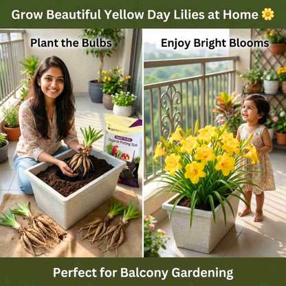 Day Lily Yellow Flower Bulbs (05 Bulbs)  Bright & Long-Lasting Garden Blooms