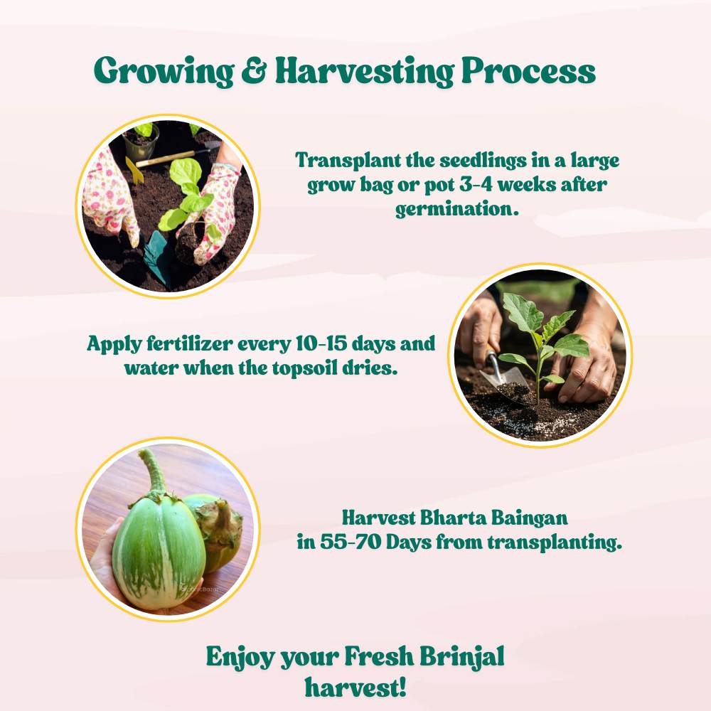 Desi Green Bharta Baingan (Op) Seeds - (20 Seeds) High Germination/ High Yield / Ideal for Terrace/Kitchen Gardening (Brinjal/Eggplant/बैंगन के बीज)