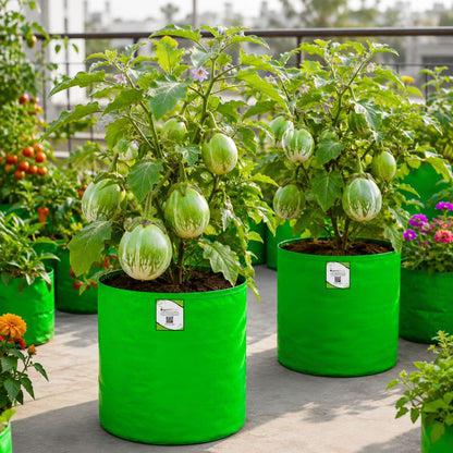 Desi Green Bharta Baingan (Op) Seeds - (20 Seeds) High Germination/ High Yield / Ideal for Terrace/Kitchen Gardening (Brinjal/Eggplant/बैंगन के बीज)