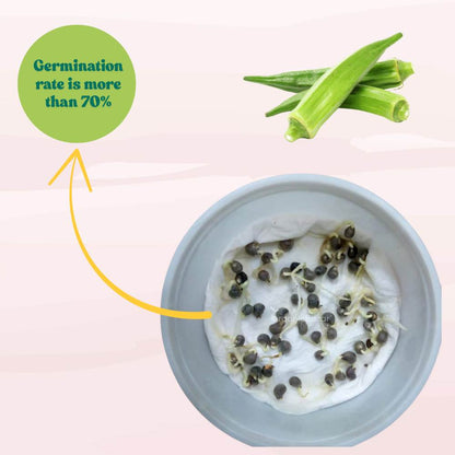 Desi Okra Seeds - 50 Seeds (Desi bhindi/देशी भिन्डी के बीज) Easy To grow, High Germination, High Yield, Desi Okra Seeds for Home Gardening
