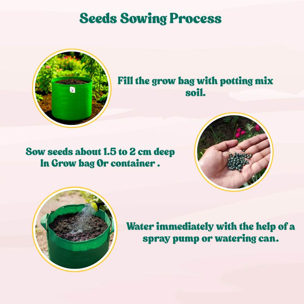 Desi Okra Seeds - 50 Seeds (Desi bhindi/देशी भिन्डी के बीज) Easy To grow, High Germination, High Yield, Desi Okra Seeds for Home Gardening