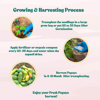 Desi Papaya (Op) Seeds (20 Seeds) High Germination, High-yielding and fast-growing