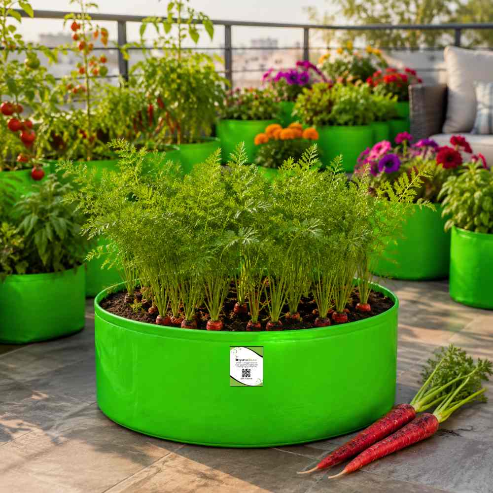 Desi Red Carrot Seeds - 1000 Seeds (Desi Laal Gajar/ देशी लाल गाजर के बीज)