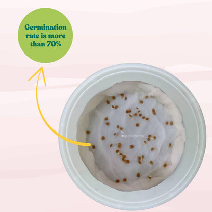 Desi Tomato (Tamatar) Seeds - 50 Seeds (देशी टमाटर के बीज) High Germination/ Easy to Grow/ Ideal for Terrace/Kitchen Gardening