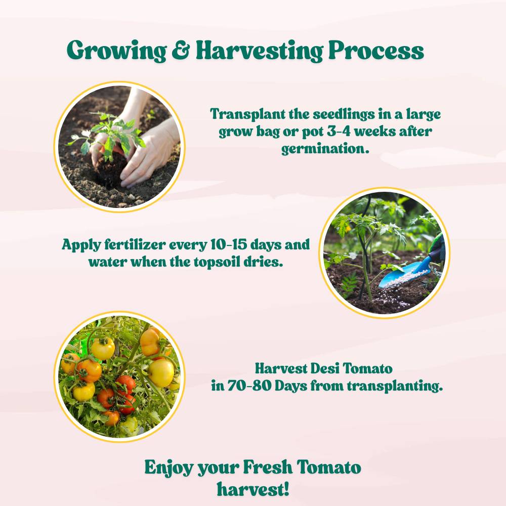 Desi Tomato (Tamatar) Seeds - 50 Seeds (देशी टमाटर के बीज) High Germination/ Easy to Grow/ Ideal for Terrace/Kitchen Gardening