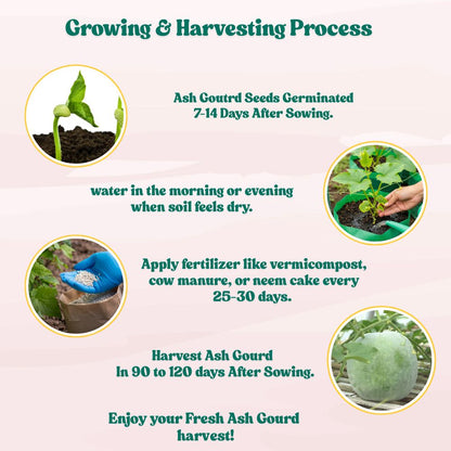 Ash Gourd Seeds - 12 Seeds (Petha /पेठा के बीज) Easy To grow, High Germination, High Yield Ash Gourd Seeds for Home Gardening