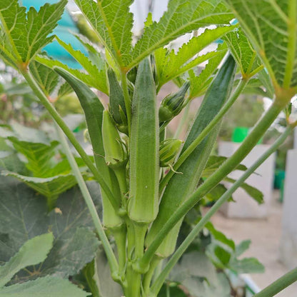 Desi Okra Seeds - 50 Seeds (Desi bhindi/देशी भिन्डी के बीज) Easy To grow, High Germination, High Yield, Desi Okra Seeds for Home Gardening