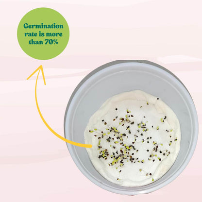 Dianthus Baby Doll Mix Seeds (200 Seeds) Easy To Grow, High Germination, Perfect for pots, balconies, or Terrace gardens