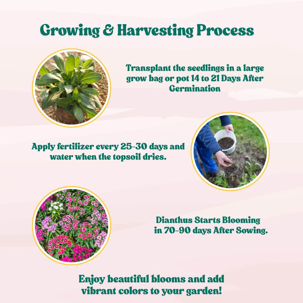 Dianthus Baby Doll Mix Seeds (200 Seeds) Easy To Grow, High Germination, Perfect for pots, balconies, or Terrace gardens