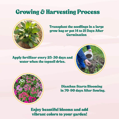 Dianthus Baby Doll Mix Seeds (200 Seeds) Easy To Grow, High Germination, Perfect for pots, balconies, or Terrace gardens