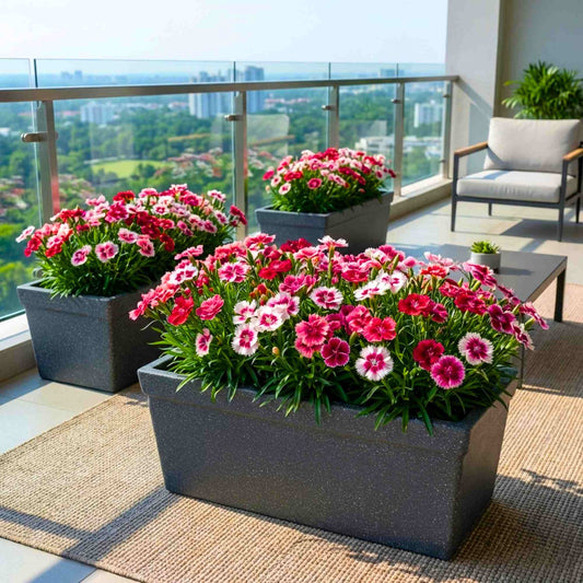 Dianthus Chinensis Super Parfait Mix Color Flower Seeds (25 Seeds) High Germination, Easy To grow, Colorful Flower Seeds for Balcony Gardening