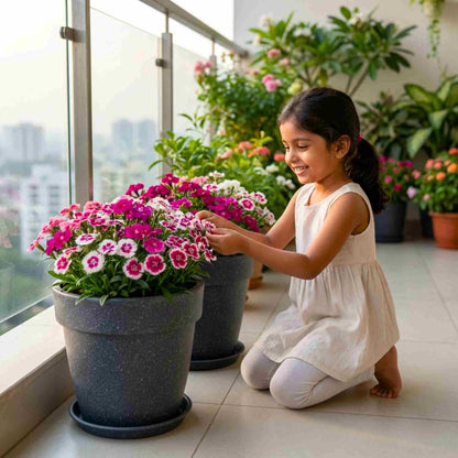 Dianthus Baby Doll Mix Seeds (200 Seeds) Easy To Grow, High Germination, Perfect for pots, balconies, or Terrace gardens