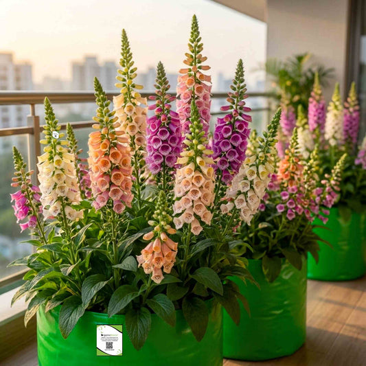 Digitalis Purpurea Camelot Mix Color Flower Seeds (30 Seeds)